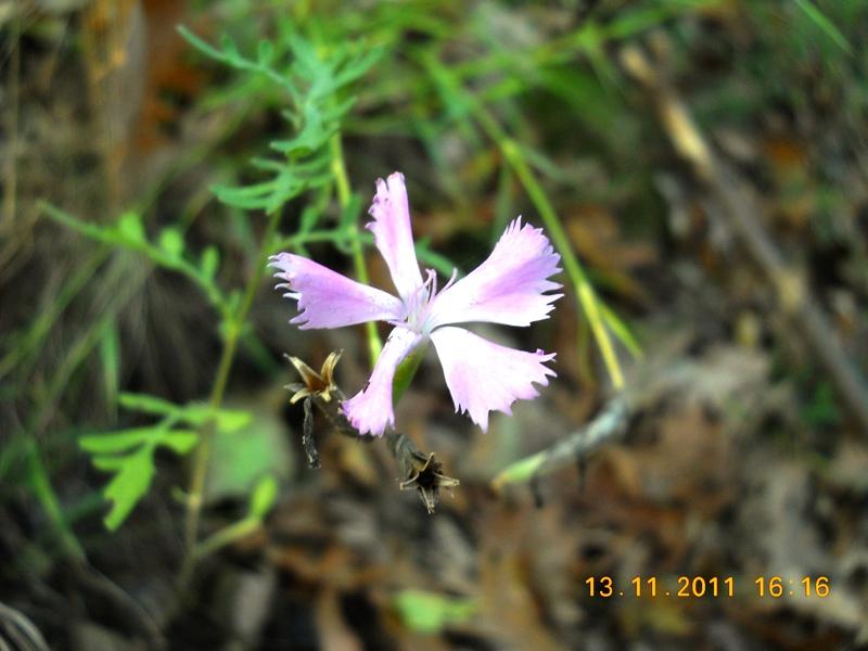 Dianthus cfre. seguieri
